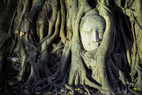 Verwurzelter Buddha